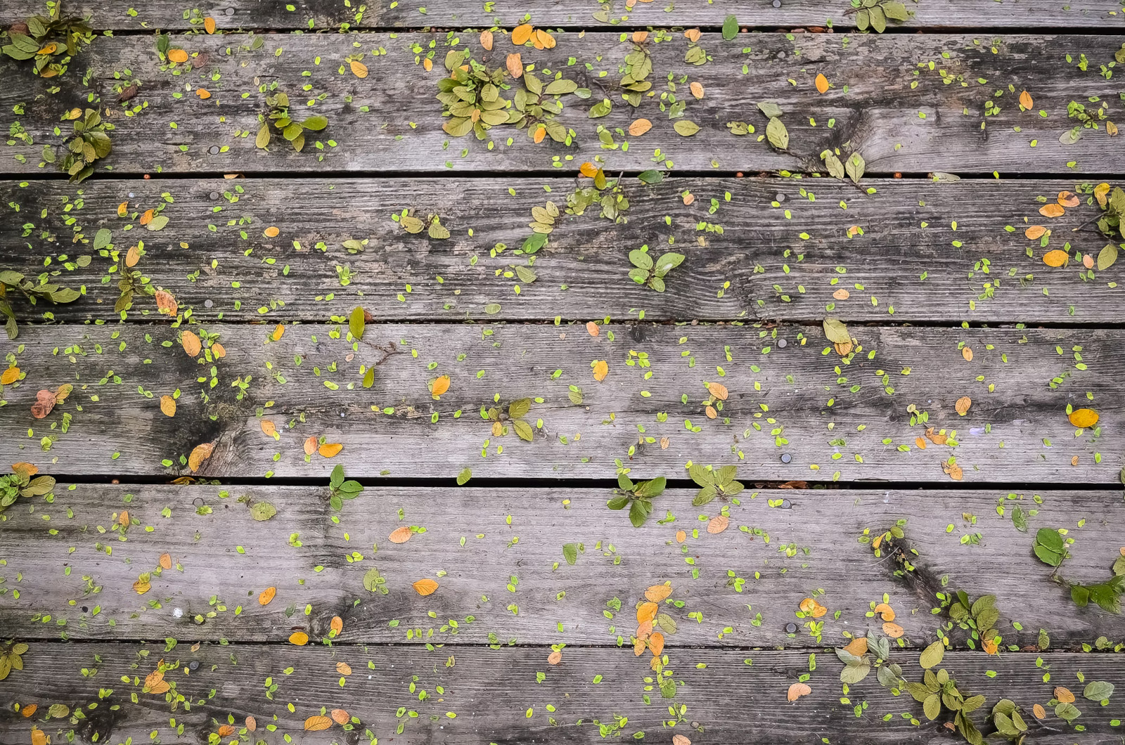 wooden boards with leaves sprinkled across them, Spring Colors